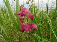 Lathyrus sylvestris 32, Boslathyrus, Saxifraga-Hans Grotenhuis