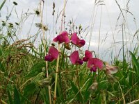 Lathyrus sylvestris 33, Boslathyrus, Saxifraga-Hans Grotenhuis