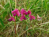 Lathyrus sylvestris 34, Boslathyrus, Saxifraga-Hans Grotenhuis