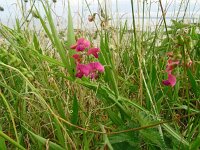 Lathyrus sylvestris 35, Boslathyrus, Saxifraga-Hans Grotenhuis