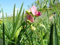 Lathyrus sylvestris 36, Boslathyrus, Saxifraga-Hans Grotenhuis