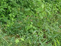 Lathyrus sylvestris 37, Boslathyrus, Saxifraga-Hans Grotenhuis