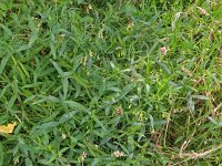 Lathyrus sylvestris 38, Boslathyrus, Saxifraga-Hans Grotenhuis