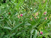 Lathyrus sylvestris 39, Boslathyrus, Saxifraga-Hans Grotenhuis