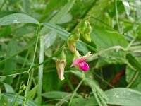 Lathyrus sylvestris 40, Boslathyrus, Saxifraga-Hans Grotenhuis