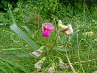 Lathyrus sylvestris 41, Boslathyrus, Saxifraga-Hans Grotenhuis