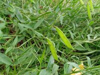 Lathyrus sylvestris 42, Boslathyrus, Saxifraga-Hans Grotenhuis