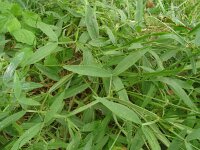 Lathyrus sylvestris 43, Boslathyrus, Saxifraga-Hans Grotenhuis