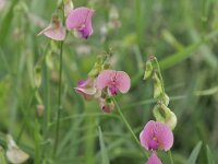 Lathyrus sylvestris 44, Boslathyrus, Saxifraga-Tom Heijnen