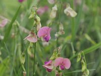 Lathyrus sylvestris 45, Boslathyrus, Saxifraga-Tom Heijnen