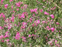 Lathyrus tuberosus 1, Aardaker, Saxifraga-Peter Meininger