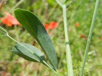 Lathyrus tuberosus 10, Aardaker, Saxifraga-Rutger Barendse