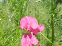 Lathyrus tuberosus 11, Aardaker, Saxifraga-Rutger Barendse