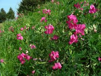 Lathyrus tuberosus 12, Aardaker, Saxifraga-Ed Stikvoort