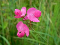 Lathyrus tuberosus 13, Aardaker, Saxifraga-Ed Stikvoort