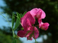 Lathyrus tuberosus 14, Aardaker, Saxifraga-Ed Stikvoort