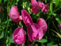 Lathyrus tuberosus 16, Aardaker, Saxifraga-Ed Stikvoort