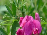 Lathyrus tuberosus 17, Aardaker, Saxifraga-Ed Stikvoort