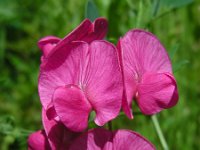 Lathyrus tuberosus 18, Aardaker, Saxifraga-Ed Stikvoort