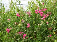 Lathyrus tuberosus 19, Aardaker, Saxifraga-Ed Stikvoort