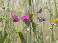 Lathyrus tuberosus 2, Aardaker, Saxifraga-Mark Zekhuis