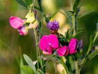 Lathyrus tuberosus 20, Aardaker, Saxifraga-Bart Vastenhouw