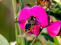 Lathyrus tuberosus 21, Aardaker, Saxifraga-Bart Vastenhouw