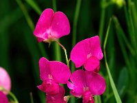 Lathyrus tuberosus 22, Aardaker, Saxifraga-Bart Vastenhouw