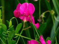 Lathyrus tuberosus 23, Aardaker, Saxifraga-Bart Vastenhouw