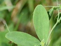 Lathyrus tuberosus 25, Aardaker, Saxifraga-Sonja Bouwman