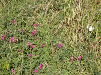 Lathyrus tuberosus 3, Aardaker, Saxifraga-Peter Meininger