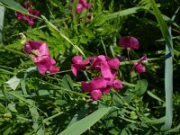 Lathyrus tuberosus 4, Aardaker, Saxifraga-Jasenka Topic