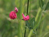 Lathyrus tuberosus 5, Aardaker, Saxifraga-Peter Meininger