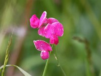 Lathyrus tuberosus 6, Aardaker, Saxifraga-Bart Vastenhouw