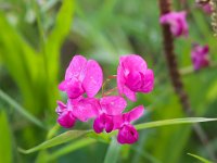 Lathyrus tuberosus 7, Aardaker, Saxifraga-Bart Vastenhouw