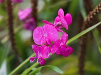 Lathyrus tuberosus 8, Aardaker, Saxifraga-Bart Vastenhouw