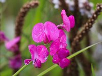 Lathyrus tuberosus 9, Aardaker, Saxifraga-Bart Vastenhouw