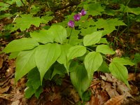 Lathyrus vernus 17, Voorjaarslathyrus, Saxifraga-Ed Stikvoort