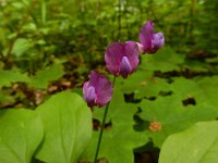 Lathyrus vernus 18, Voorjaarslathyrus, Saxifraga-Ed Stikvoort