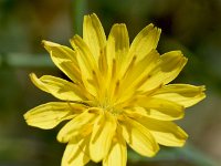 Launaea arborescens 23, Saxifraga-Sonja Bouwman  Launaea arborescens - Asteraceae familie; Rioja, Retamar (Es)