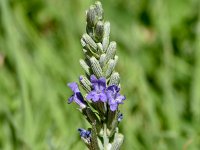 Lavandula latifolia