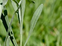 Lavandula latifolia 2, Saxifraga-Sonja Bouwman  Spijklavendel - Lavandula latifolia - Lamiaceae familie