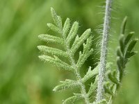 Lavandula multifida 12, Saxifraga-Sonja Bouwman  Fern-leaf lavender - Lavandula multifida - Lamiaceae familie