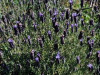 Lavandula stoechas 49, Saxifraga-Harry Jans