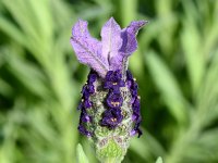 Lavandula stoechas 50, Saxifraga-Sonja Bouwman  Kuiflavendel - Lavandula stoechas - Lamiaceae familie; Cabo de Sao Vicente (Pt)