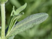 Lavandula stoechas 51, Saxifraga-Sonja Bouwman  Kuiflavendel - Lavandula stoechas - Lamiaceae familie