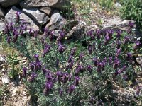 Lavandula stoechas 52, Saxifraga-Jan van der Straaten