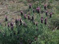 Lavandula stoechas 53, Saxifraga-Jan van der Straaten