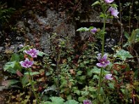 Lavatera cretica 49, Saxifraga-Ed Stikvoort