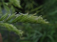 Leersia oryzoides 2, Rijstgras, Saxifraga-Rutger Barendse